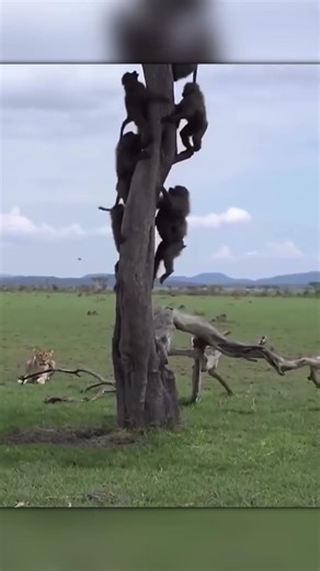 Baboons Escaped the Lions by Climbing the Trees