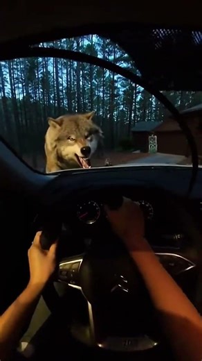Wolves Surrounded My Car — I Had 10 Seconds to Escape