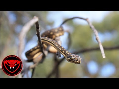 Diamond Python