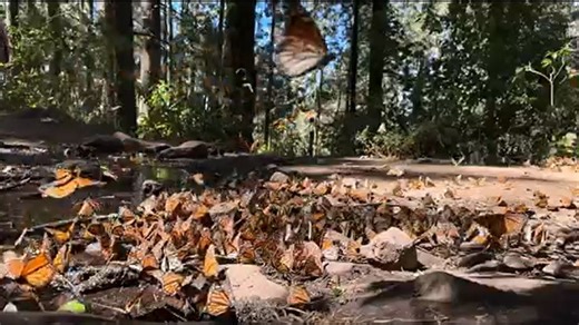 Video: Monarch butterflies find refuge sanctuary in Michoacan Mexico