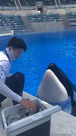 This Orca Smarter Than You Think 🐋✨