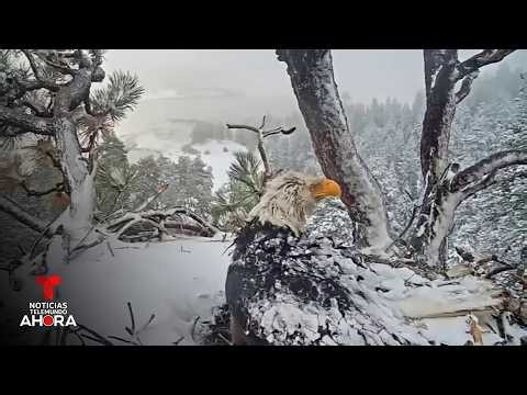 Revelan causa de muerte de Jackie, el águila de Big Bear que se hizo viral | Noticias Telemundo