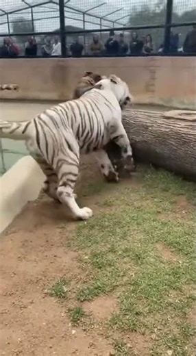An American pit bull put up an incredible fight with a tiger in an enclosure.