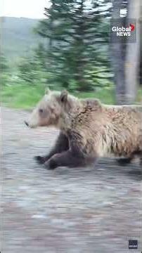 Woman has terrifying encounter with a grizzly bear while walking her dog in Alberta