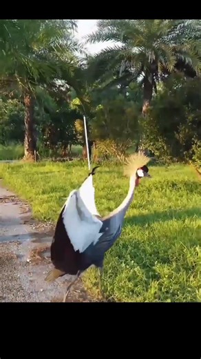 whooping crane migration @timelesstalesanim #crane #crown #animalshorts #animals #animallife