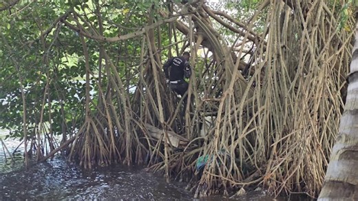 Major Gun and Drug Bust Caps Record Year for Police A major bust in Belize City is capping off what’s been a record-breaking year for law enforcement. On Tuesday, officers uncovered an AR-15 rifle, over a hundred rounds of ammo, and other illegal items stashed in a mangrove area off Nutmeg Street in Lake Independence. This discovery adds to a year of big seizures, more than seven thousand rounds of ammunition and a staggering seven hundred thousand grams of cannabis taken off the streets in 2025