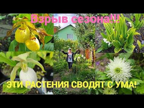ОРХИДЕИ ЛОМАЮТ ШАБЛОНЫ!!! ЛАНДЫШИ, КОТОРЫХ ВЫ НЕ ВИДЕЛИ!!!
