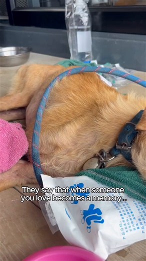 We lost beautiful Tofu yesterday. One of the original members of the retirement village. He was with us for 10 months of bliss. It never gets any easier seeing them off but I love how much respect the dogs feel from our team at the end. He is buried beside bis friend Atlas.