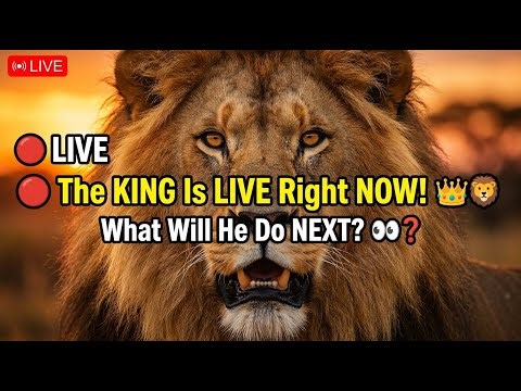 🔴 LIVE — Real Lion in the Wild 😱🦁