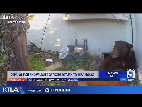 Wildlife officials say they haven't given up on Altadena bear