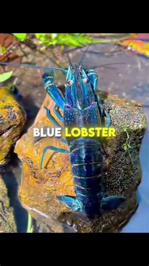 Rare Blue Lobsters: What Happens When They Start Hatching Eggs?