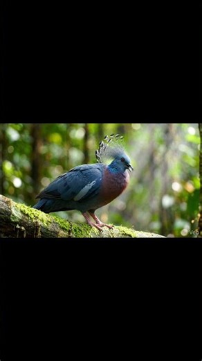 Victoria Crowned Pigeon is native to swampy area of New Guinea & is largest living species of pigeon