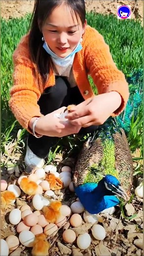 Majestic Peacock Video #peacock #peafowl #pavoreal