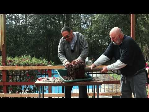 Large Bald Cypress Bonsai First Repotting