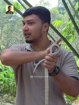 সাপ ধরার নামে সাপুড়ে যেভাবে বোকা বানায়! #wildlife #snake #shorts