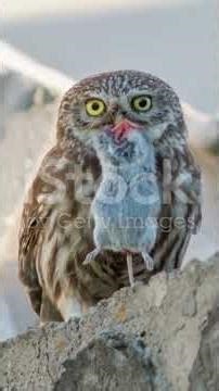 Owl vs Skunk #Wildlife #OwlVsSkunk #NatureDocumentary #NighttimeShowdown