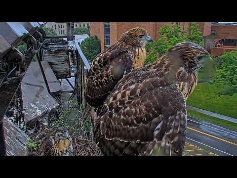 Red-tailed Hawks P1 and P2 Hang Out Together On The Ledge | June 22, 2026