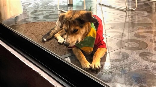 Dog guarded the door every night in fear - until he finally realized he was safe