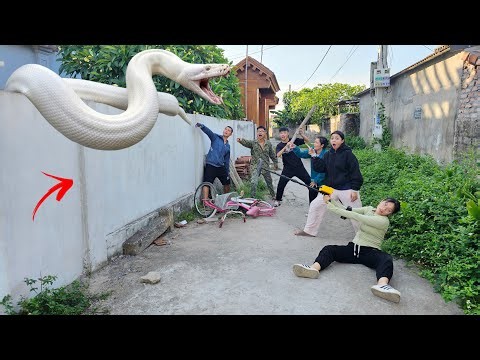Brave soldiers used high-tech snake detectors to locate a giant python's nest
