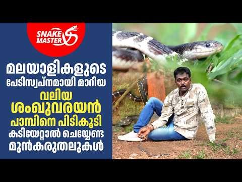 മലയാളികളുടെ പേടിസ്വപ്നമായ ശംഖുവരയൻ പാമ്പിനെ പിടികൂടി | Vava Rescues a Krait | Snakemaster EP 1182