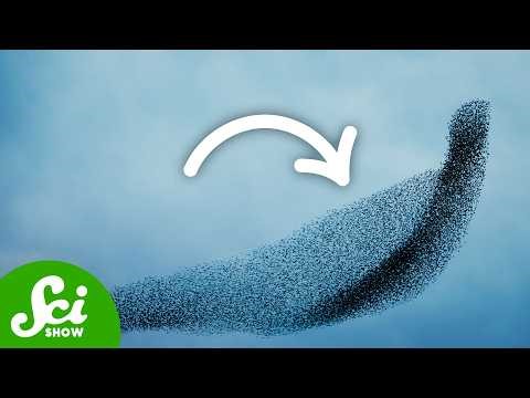 The BONKERS Physics of Animal Swarms (Not Clickbait)