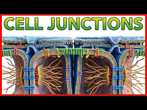 9. Cellular Junctions | Tight, Adherens, Desmosomes & Gap Junctions | General Physiology | Usmle