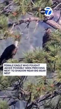 Female eagle who fought Jackie possibly seen perching next to Shadow near Big Bear nest
