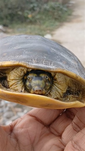 Tortoises: The Ancient, Eccentric, and Overlooked Creatures