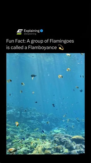 Explaining on Instagram: "A group of flamingos is officially called a flamboyance, and it could not be more fitting. 🦩✨ The name reflects their bright pink feathers, dramatic poses, and synchronized movements when they gather together. When dozens or even hundreds stand, preen, and move as one, it looks less like a flock and more like a coordinated performance. It is one of the most stylish group names in the animal kingdom, perfectly matching how flamingos turn survival into a visual spectacle