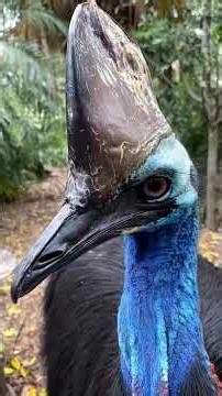 The Bird That Chose Violence 😳🦖 | Cassowary Facts