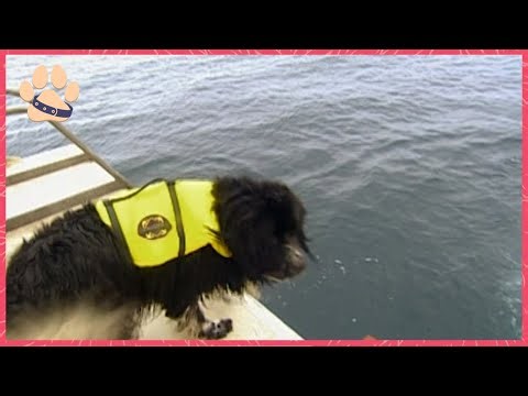 Incredible Working Dogs: Lifesaving Rescues, Narcolepsy Support, and Drug Detection!
