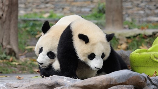 You are not the only ones - panda moms can’t resist their cubs’ cuteness attack either! (Can Can & Qing Yang) #panda #HiPanda #CCRCGP #PandaLife For more panda information, please check out: https://en.ipanda.com | iPanda