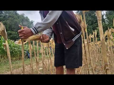 GENIUS FARMER METHOD: HARVESTING FRESH CORN WITH BARE HANDS! - Agriculture farming