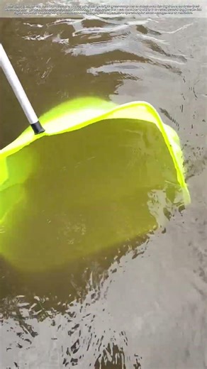 Aquaculture Collection: Gathering Small Fish Fry with Hand Nets