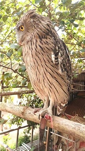 #Hawk #Eagle #Owl #Wildlife #Animal #hawk vs snake, Owl vs snake fight, Eagle Vs Snake,