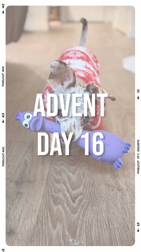 Day 16 of my advent calendar! Thanx u sooo much to Melissa fur my new frend. 🥰 Can’t wait fur mom to play fetch with me fur the next 5 hours! 🤗 #adventcalendar #day16 #happydog #dogtoy #squeak