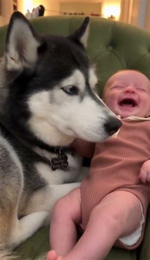 Funny Dog 😂 Sheldon Howls Beside Baby Leonard