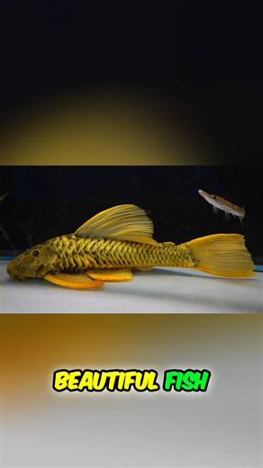 Explore a stunning collection of rare aquatic life, including giant knife fish, Imperial loach, short body bichirs, and pristine monster sized Luteus plecos. 🔗 Watch the full video: https://youtu.be/dJstJc719gc #RareFish #Aquarium #ExoticPets #Fishkeeping #PetFish