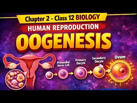 Oogenesis Explained | Class 12 Biology | Human Reproduction