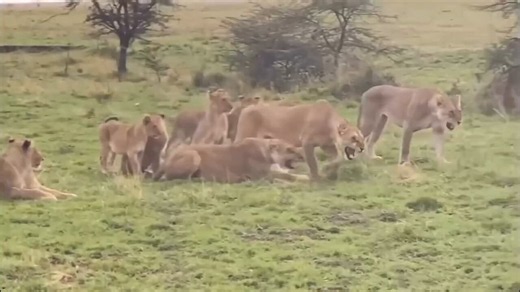 • A lioness will viciously attack a male lion to protect her cubs from infanticide when a new coalition takes over the pride.! 🦁- Despite being smaller, a unified group of lionesses will band together to fiercely attack and drive off a dominant male. 🫵- Lionesses https://t.co/rCxxcHTbNO