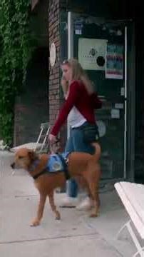 Is Your Dog A Secret Biological Supercomputer? | How Do Animals Do That S1 E3 | Animal Planet India