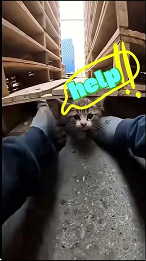 cat find a family. kitten find new mommy. cat find new daddy. try not to cry