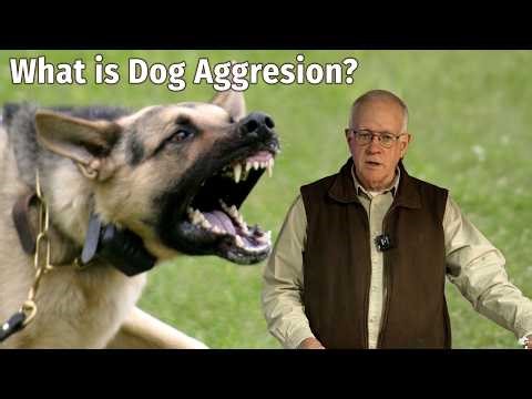 What is Dog Aggression? | Dog Bite Prevention Week