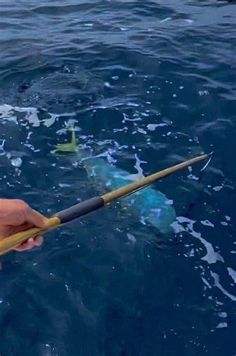 ¡¡¡LLAMPUGAS…POR FIN HOY SE ABRE LA VEDA 2026!!! La pesca recreativa de lampuga (Coryphaena hippurus) en el Mediterráneo está permitida del 15 de agosto al 31 de diciembre. Además, para pesca recreativa el límite establecido es de 10 kg o 5 ejemplares por persona y día. ¡NECESITAS UN BUEN GANCHO AFTCO Y POR SUPUESTO FC DELTA PINK! *** Reglamento (UE) 2026/266 establece expresamente: