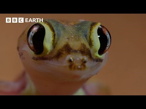 A Fight For Survival | BBC Earth | BBC Studios