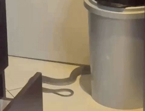 Woman stunned after snake slithers into home kitchen