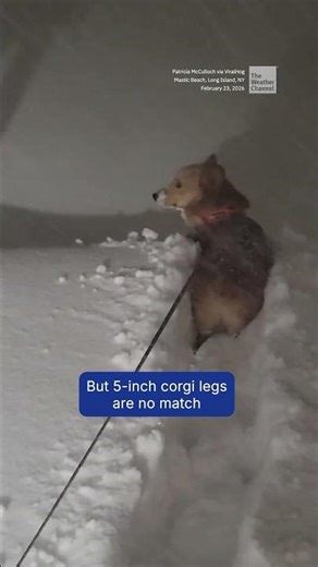 Little Legs, Big Blizzard