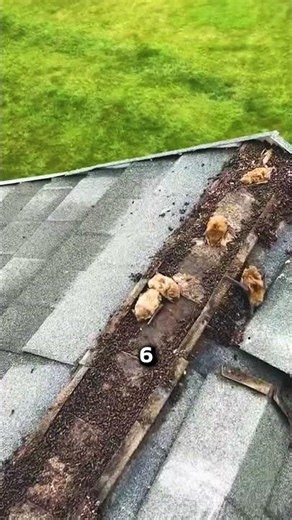 What Signs of Bat Infestation Look Like!