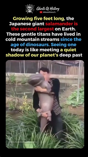 The Giant Salamander From Ancient Times