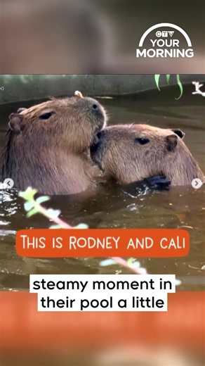 Edinburgh Zoo Excited for New Capybara Baby | Your Morning
